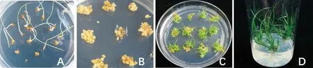 图片[5]-青绿苔草(Carebreviculmis)愈伤组织诱导与再生体系的建立-游戏花园
