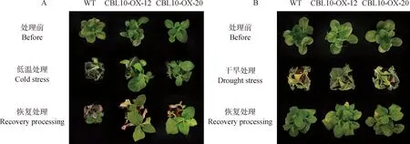 图片[6]-西藏野生垂穗披碱草EnCBL10基因的克隆与功能研究-游戏花园