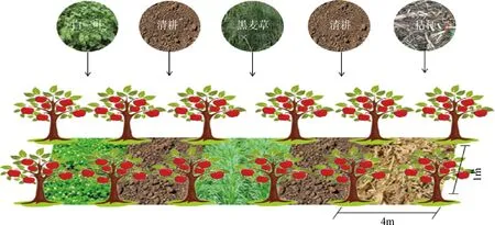 黄土高原果园不同覆盖模式对土壤酶活性的影响-游戏花园