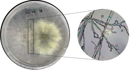 图片[3]-TrichodermavirensStrainsExhibitedthePotentialofGrowthInhibitionofClarireediahomoeocarpaandToleranceofCadmium-游戏花园