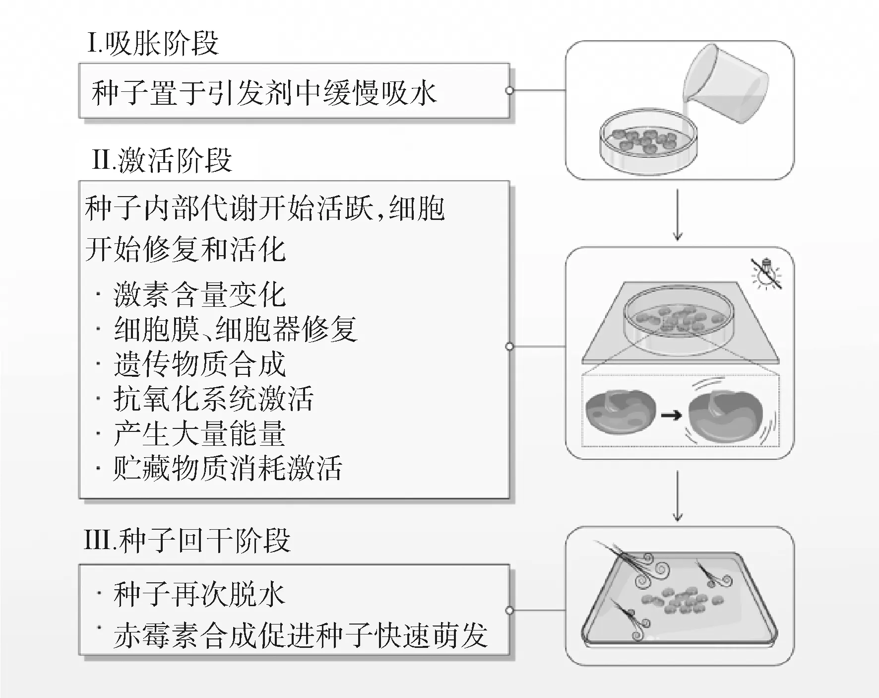 种子引发提高草类植物抗旱性的表现及机理-游戏花园
