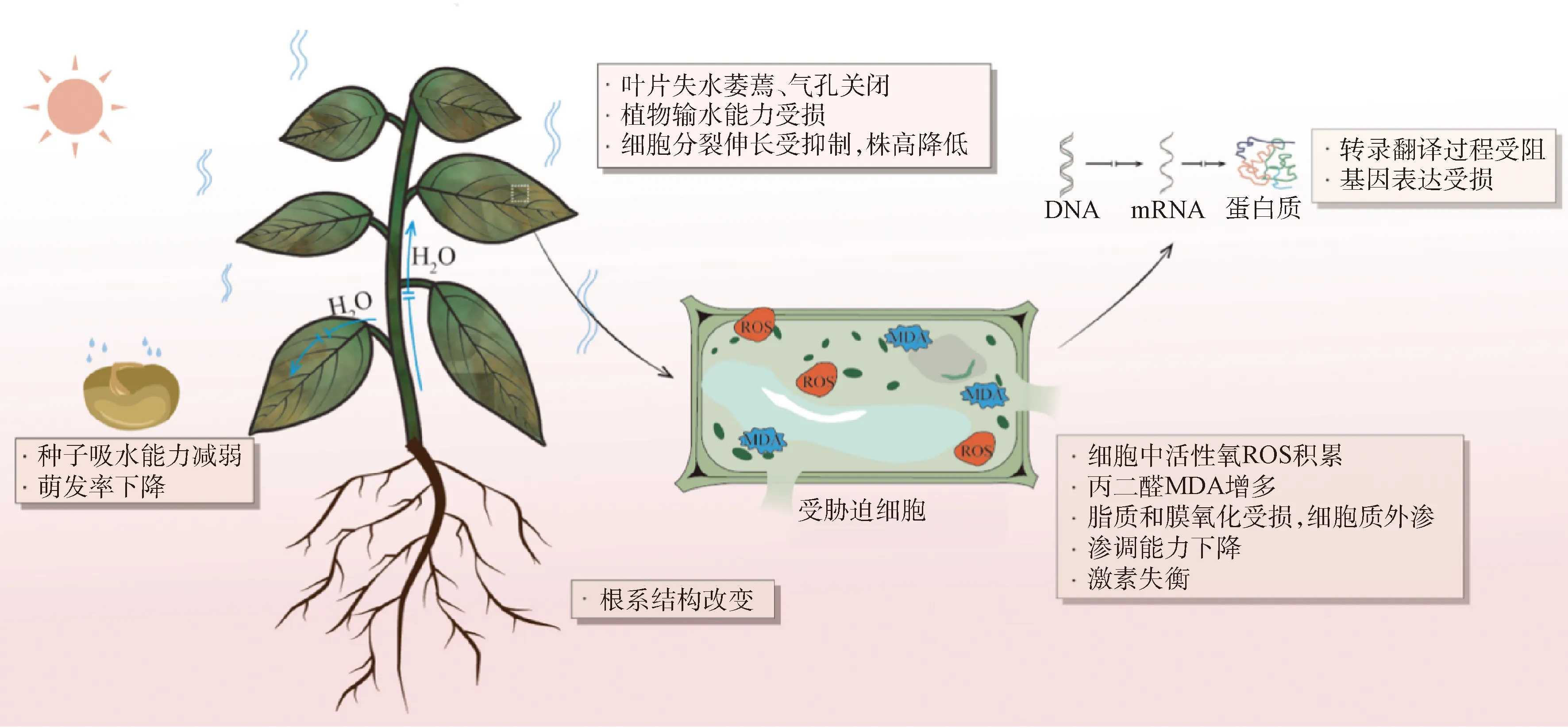图片[2]-种子引发提高草类植物抗旱性的表现及机理-游戏花园