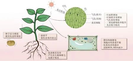 图片[3]-种子引发提高草类植物抗旱性的表现及机理-游戏花园