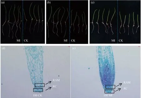 图片[3]-复合微生物对四环素胁迫下多花黑麦草苗期生长和生理特性的影响-游戏花园