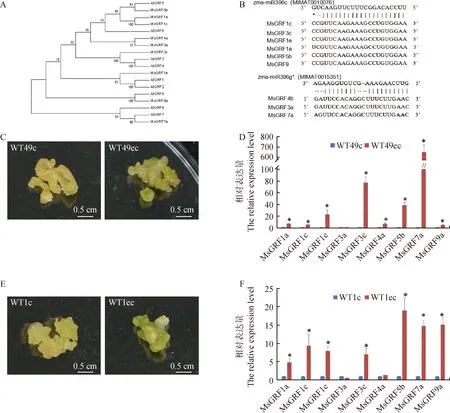 图片[2]-miR396-MsGRFs参与调控紫花苜蓿愈伤组织再生-游戏花园