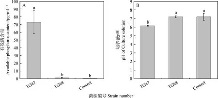 图片[4]-‘晋农1号’达乌里胡枝子根瘤内生解磷菌的鉴定及特性研究-游戏花园
