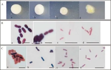 图片[5]-‘晋农1号’达乌里胡枝子根瘤内生解磷菌的鉴定及特性研究-游戏花园