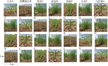 图片[3]-坝上农牧交错区一年生饲草与主要农作物水分利用效率比较研究-游戏花园