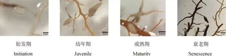图片[1]-白马雪山莎草科胡萝卜状根植物的功能性状及环境响应-游戏花园