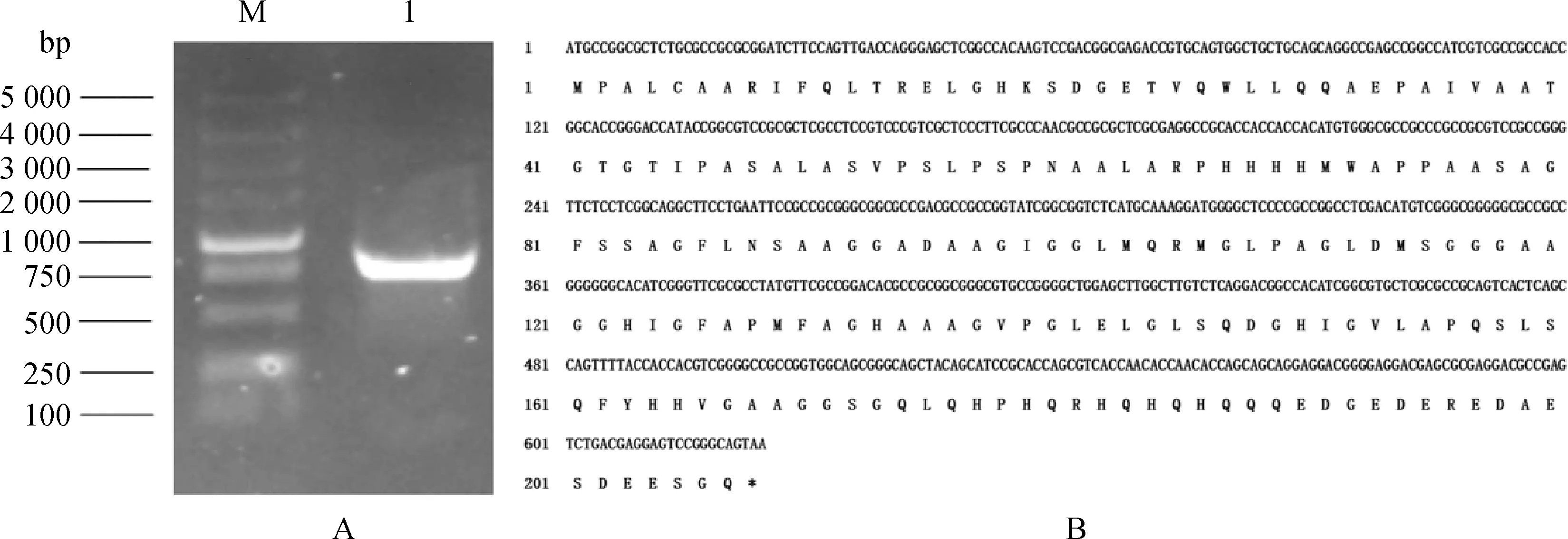 图片[2]-日本结缕草ZjTCP20基因生物信息学及表达模式分析-游戏花园