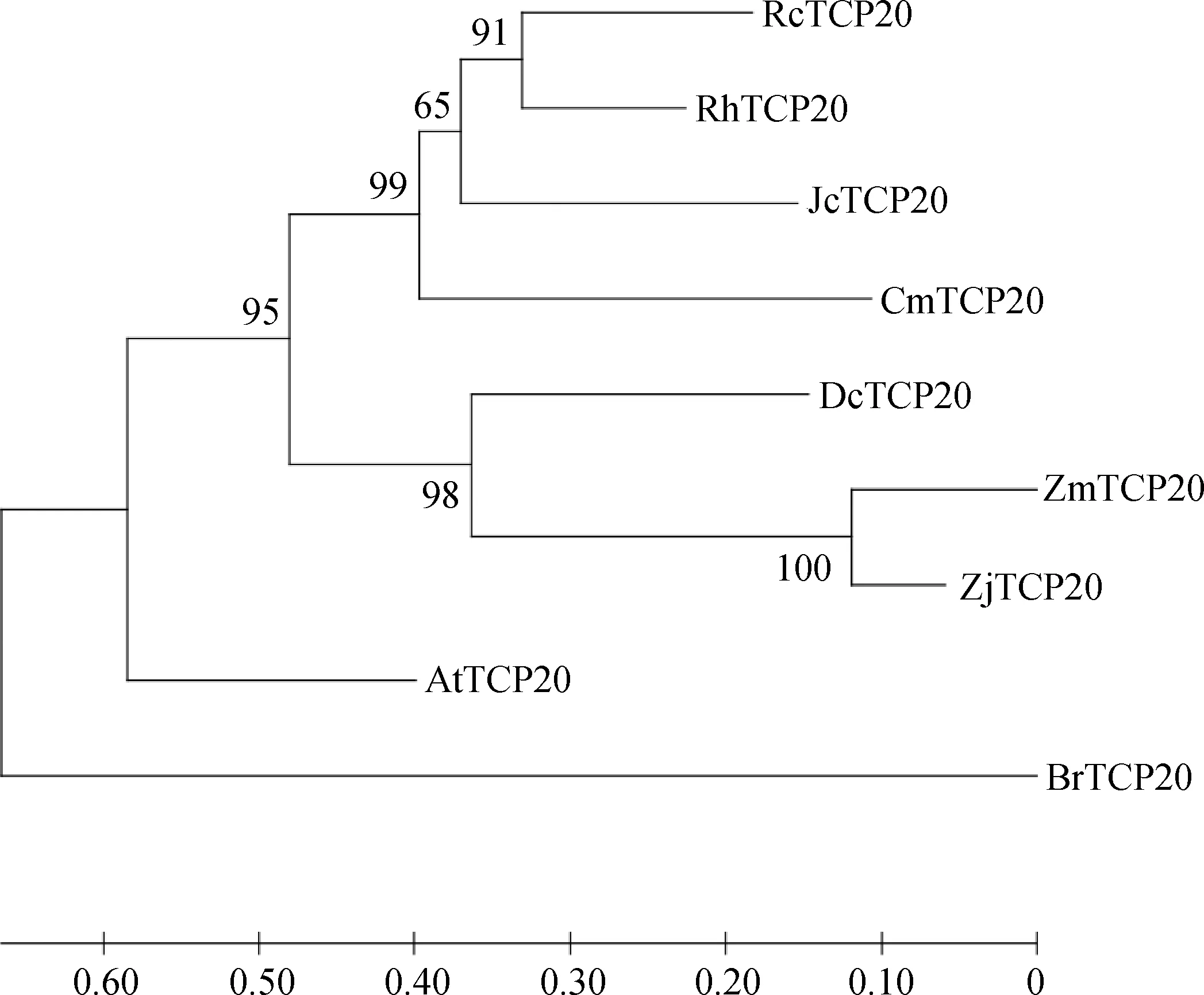 图片[4]-日本结缕草ZjTCP20基因生物信息学及表达模式分析-游戏花园