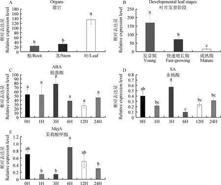 图片[7]-日本结缕草ZjTCP20基因生物信息学及表达模式分析-游戏花园