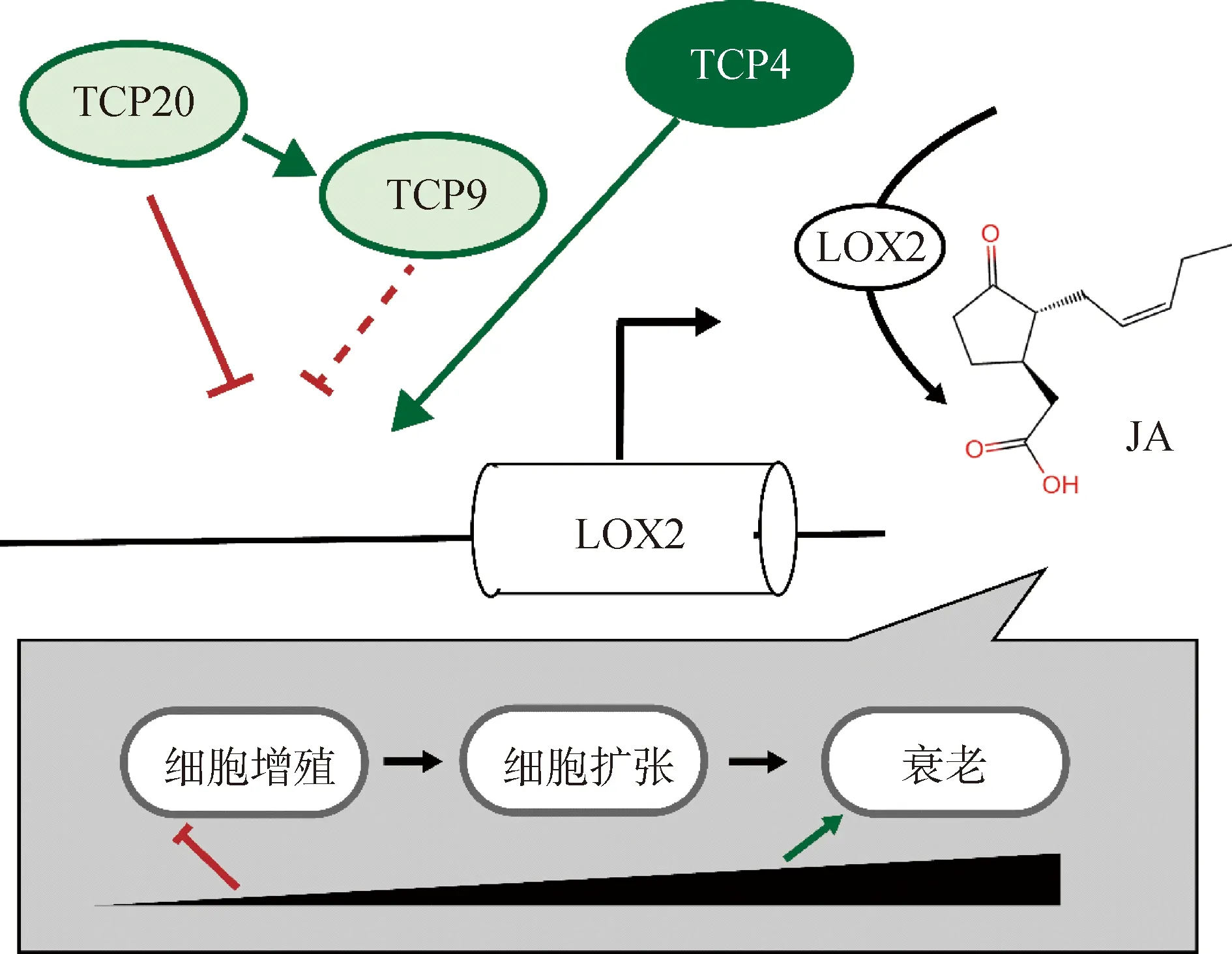 图片[8]-日本结缕草ZjTCP20基因生物信息学及表达模式分析-游戏花园