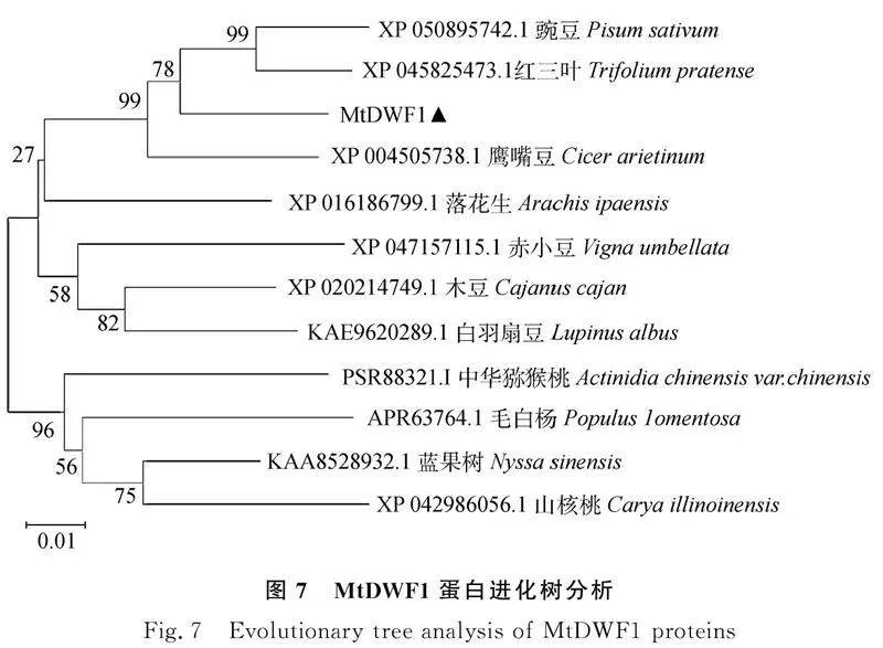 图片[2]-蒺藜苜蓿MtDWF1基因克隆、亚细胞定位及表达特征分析-游戏花园