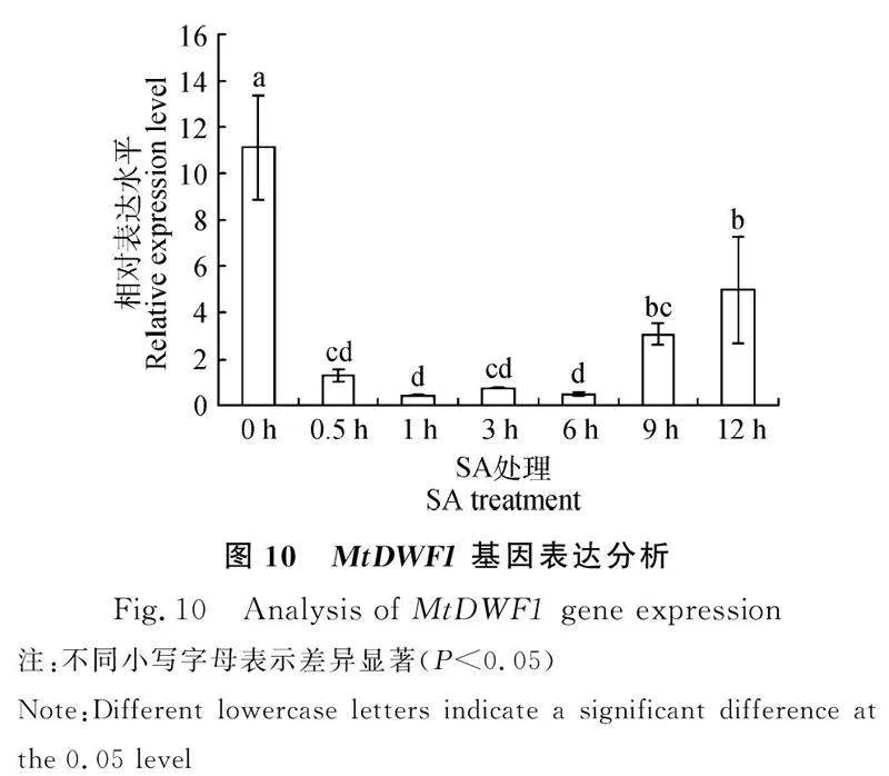 图片[3]-蒺藜苜蓿MtDWF1基因克隆、亚细胞定位及表达特征分析-游戏花园