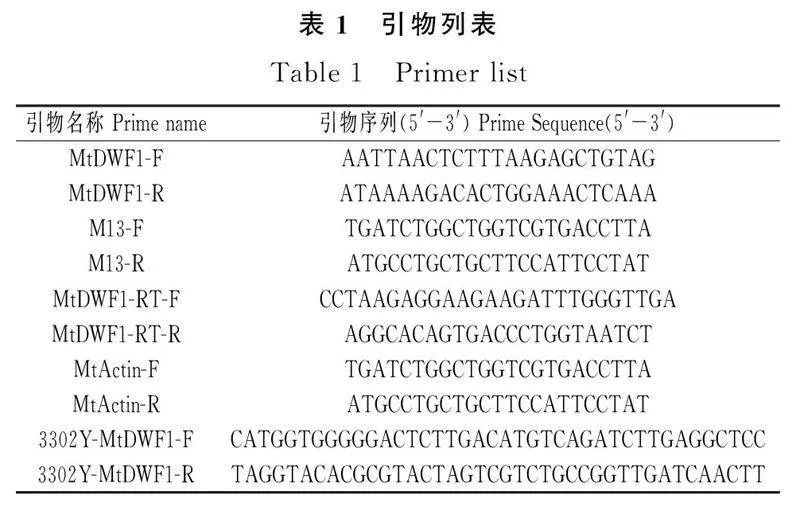 图片[6]-蒺藜苜蓿MtDWF1基因克隆、亚细胞定位及表达特征分析-游戏花园