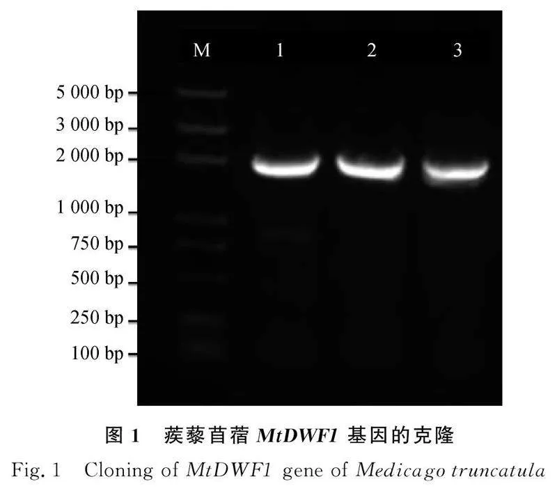 图片[7]-蒺藜苜蓿MtDWF1基因克隆、亚细胞定位及表达特征分析-游戏花园