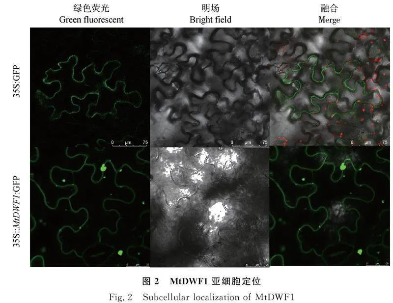 图片[10]-蒺藜苜蓿MtDWF1基因克隆、亚细胞定位及表达特征分析-游戏花园