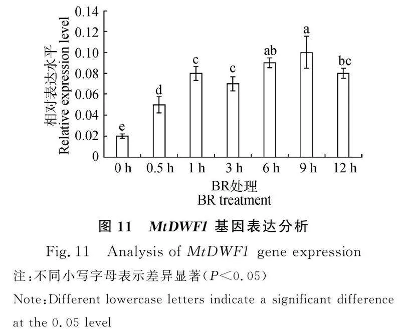 图片[11]-蒺藜苜蓿MtDWF1基因克隆、亚细胞定位及表达特征分析-游戏花园