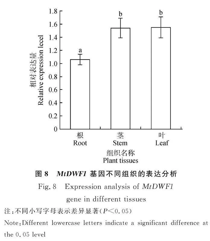 图片[12]-蒺藜苜蓿MtDWF1基因克隆、亚细胞定位及表达特征分析-游戏花园