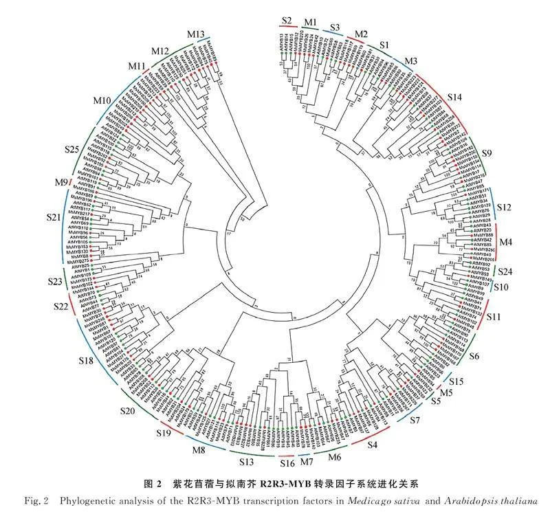 图片[5]-紫花苜蓿R2R3-MYB亚家族鉴定与干旱胁迫下的表达分析-游戏花园