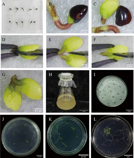发根农杆菌介导的细茎柱花草毛状根转化体系的建立-游戏花园