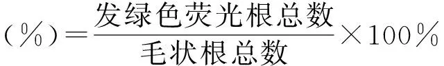 图片[3]-发根农杆菌介导的细茎柱花草毛状根转化体系的建立-游戏花园
