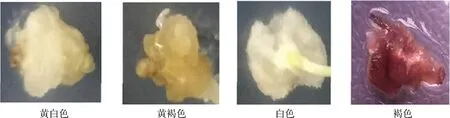 图片[3]-美洲狼尾草组织培养再生体系的建立-游戏花园