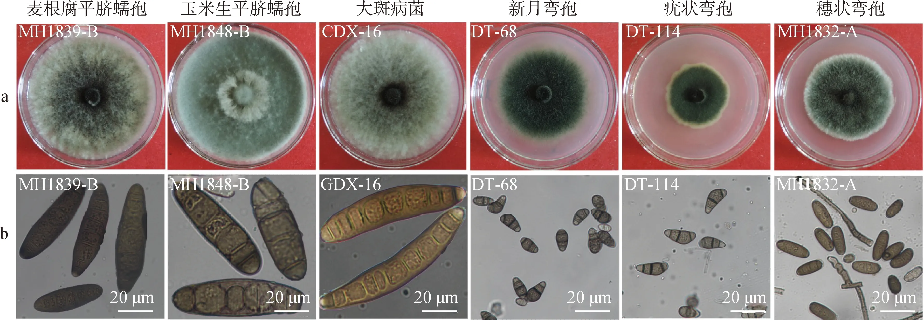 图片[3]-青贮玉米蠕形菌的分离鉴定及其致病性分析-游戏花园