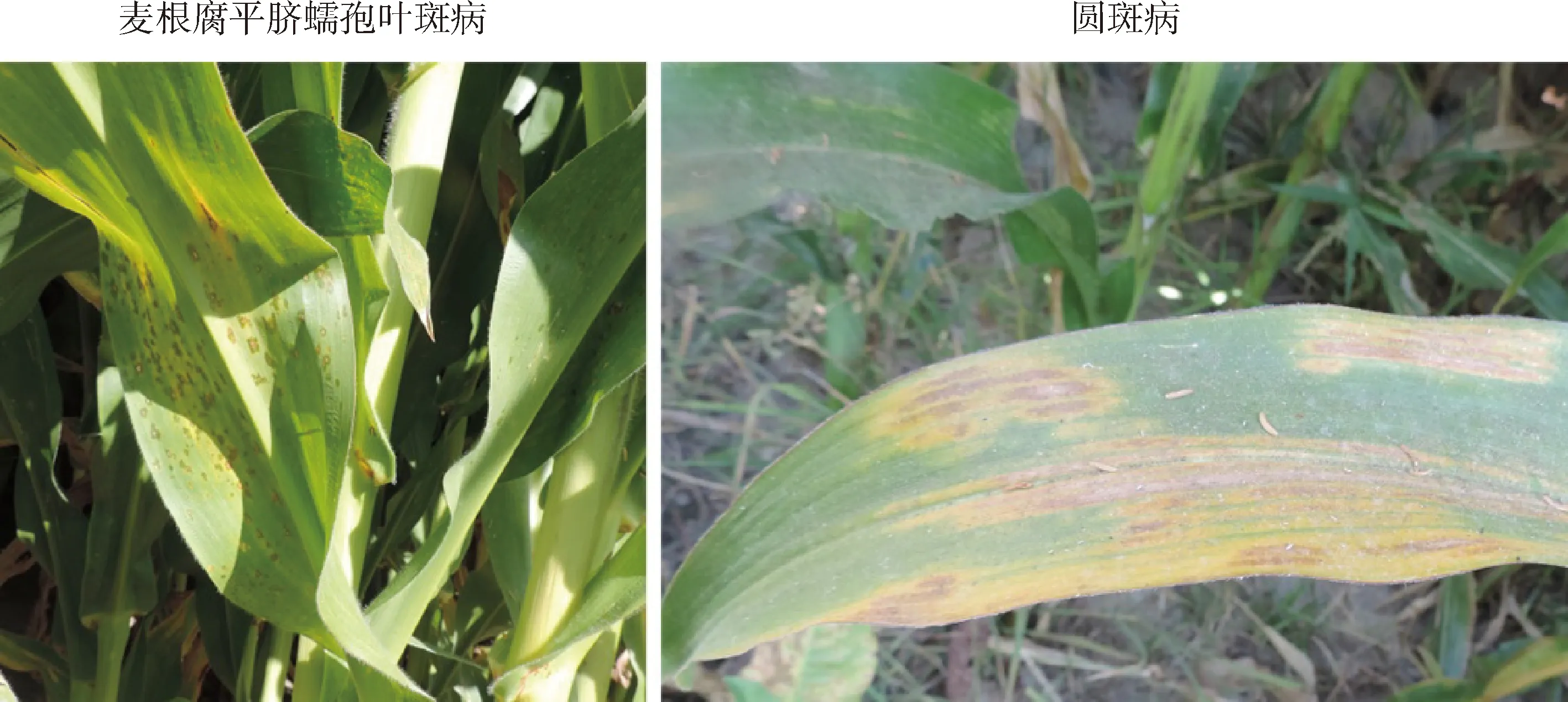 图片[4]-青贮玉米蠕形菌的分离鉴定及其致病性分析-游戏花园