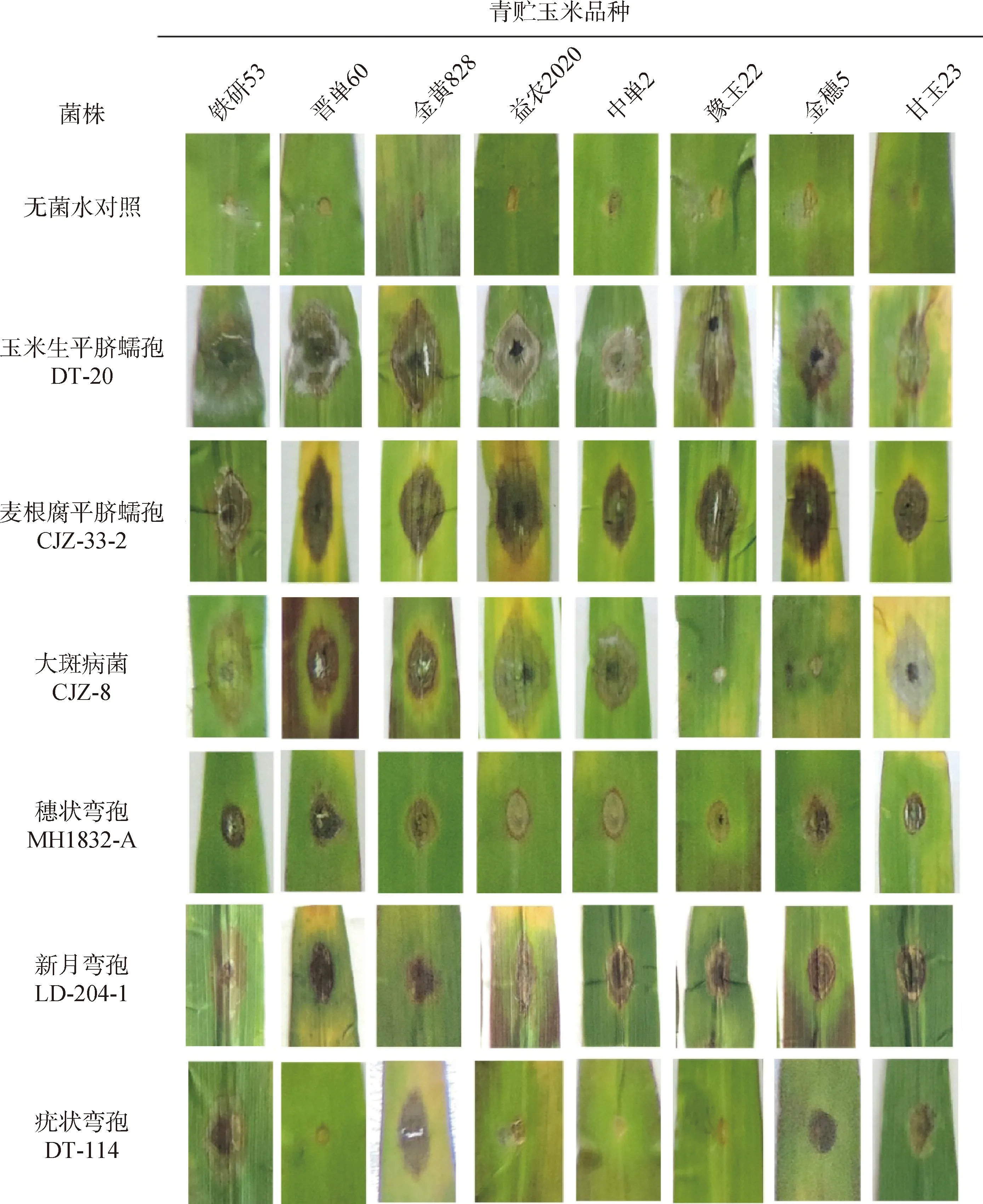 图片[7]-青贮玉米蠕形菌的分离鉴定及其致病性分析-游戏花园