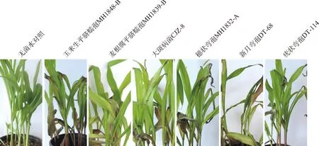 图片[9]-青贮玉米蠕形菌的分离鉴定及其致病性分析-游戏花园
