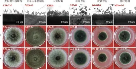 图片[10]-青贮玉米蠕形菌的分离鉴定及其致病性分析-游戏花园