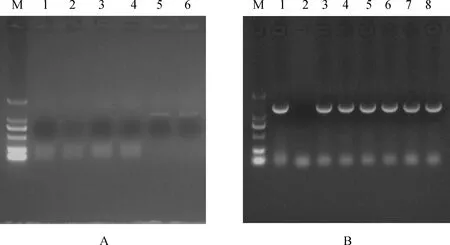 图片[2]-白羊草BiMYB52基因的克隆及转基因拟南芥抗旱性表达分析-游戏花园