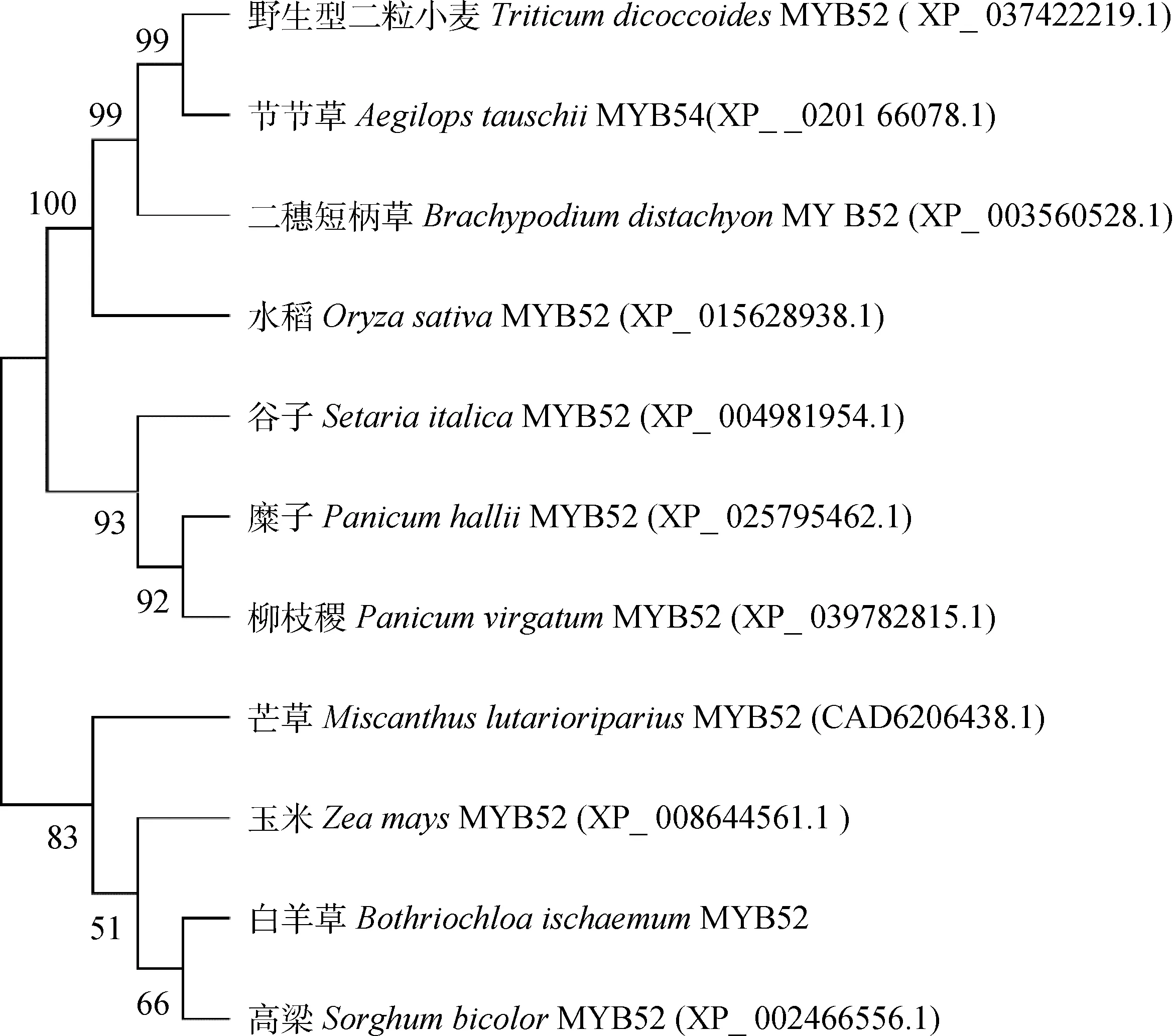 图片[5]-白羊草BiMYB52基因的克隆及转基因拟南芥抗旱性表达分析-游戏花园