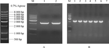 图片[9]-白羊草BiMYB52基因的克隆及转基因拟南芥抗旱性表达分析-游戏花园