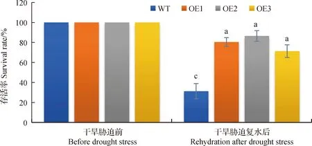 图片[11]-白羊草BiMYB52基因的克隆及转基因拟南芥抗旱性表达分析-游戏花园