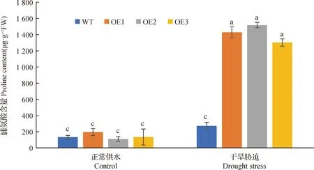 图片[13]-白羊草BiMYB52基因的克隆及转基因拟南芥抗旱性表达分析-游戏花园