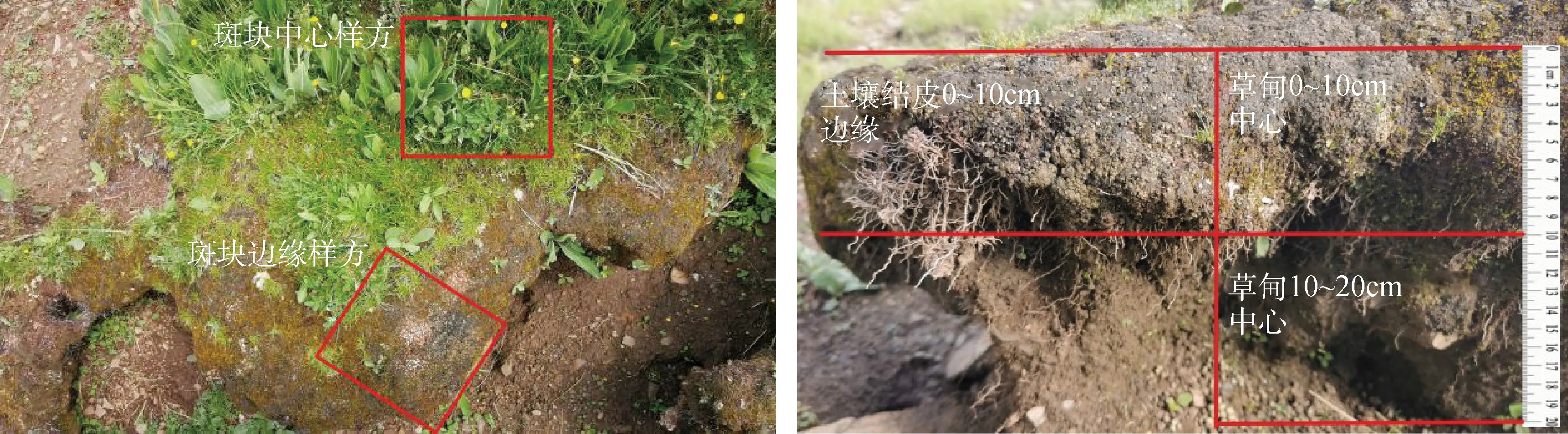 退化高寒草甸斑块根—土复合体特征研究-游戏花园