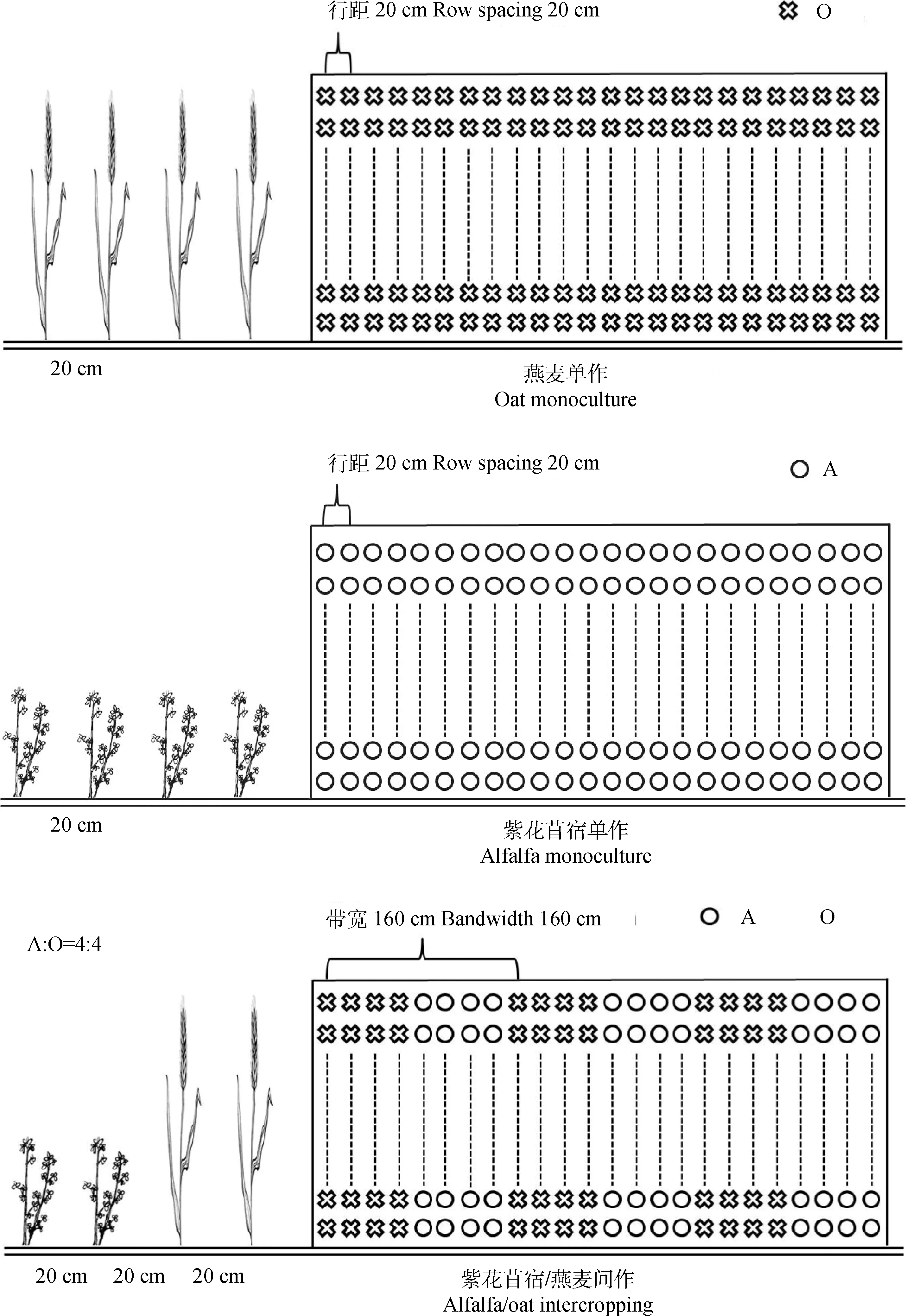 紫花苜蓿/燕麦间作的光合特征及其对产量的调控效应-游戏花园
